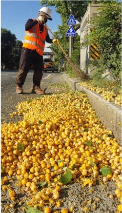 은행나무 열매채취