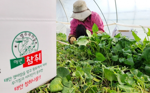 15일 남면 원청리에서 농민들이 참취나물을 수확하는 모습.