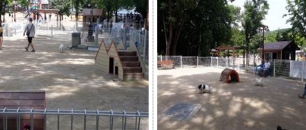 반려동물 놀이공원 조성 (예시 사진)