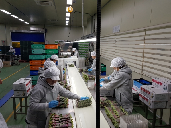 만인산농협 산지유통센터 농산물 선별 모습