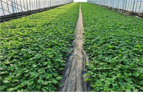 취나물 재배 농장 전경