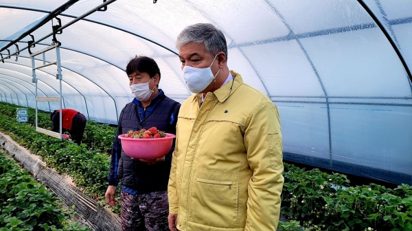 부리면 평촌리 일원 딸기 시설재배 농가를 방문한 문정우 금산군수