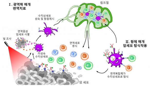 개발한 항체-광응답제 접합체를 이용한 암 표적 치료 전략의 개략도