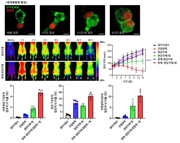 암세포-항체 면역복합체의 수지상세포내로의 포식과정과 면역유도 효과