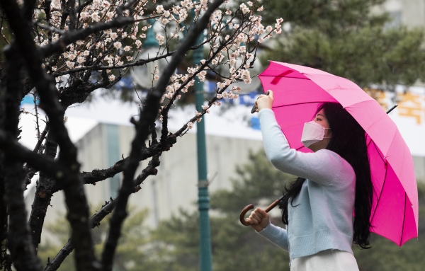 절기상 춘분인 20일 비가 내리는 대전 배재대학교 캠퍼스에서 한 학생이 매화 사진을 찍고 있다. / 배재대 제공