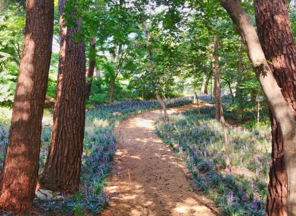 송림지구 테마길 모습(흥주사 일원)