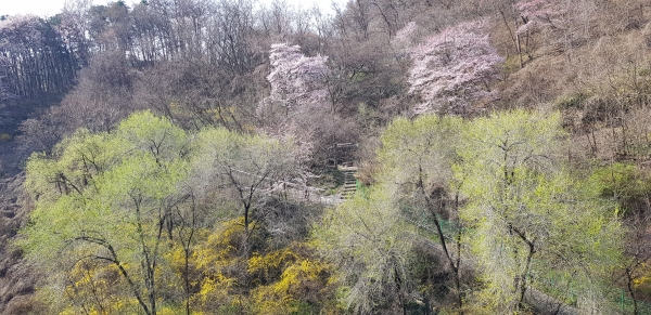 대전 서구 월평타운아파트 뒷편에 있는 월평공원에 봄을 전해주는 벚꽃과 개나리 능수버들이 꽃망울을 활짝 터뜨렸다.
