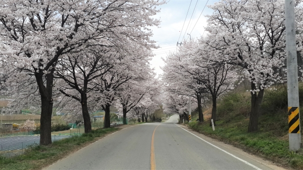 천안시 북면 벚꽃길