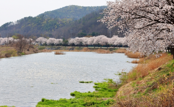 천안시 북면 벚꽃길