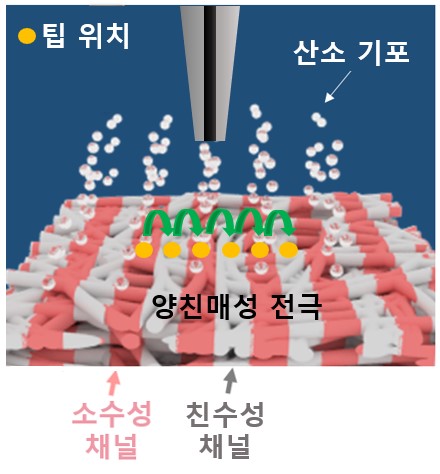 전기화학적 주사현미경 실험 모식도