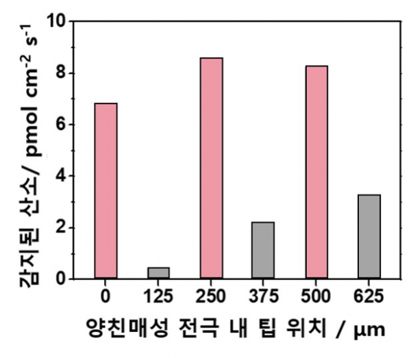 소수성 채널 및 친수성 채널 위에서 전기화학적 주사현미경을 활용하여 감지된 산소 비교