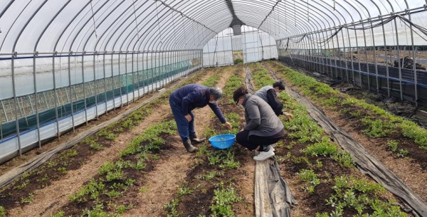 구기순 채취 모습