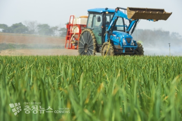 마늘농가에서 클로렐라를 살포하는 모습