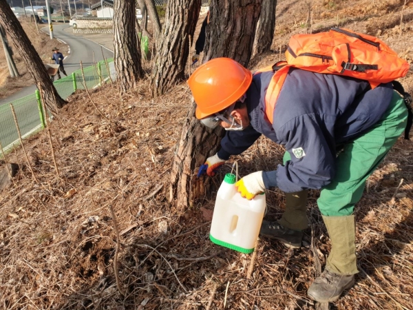 이사동 유전자원보호림인 소나무를 대상으로 예방 나무주사 시행