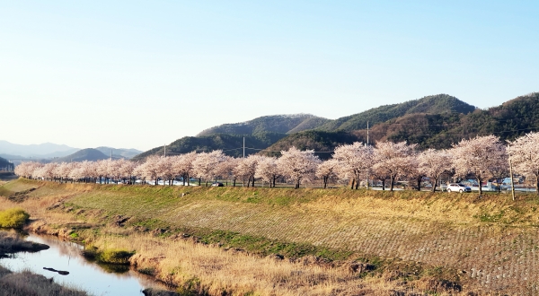 청양 칠갑산 20km 벚꽃길 개화