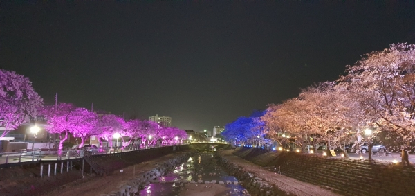 금산천 벚꽃길, 야간경관조명 모습