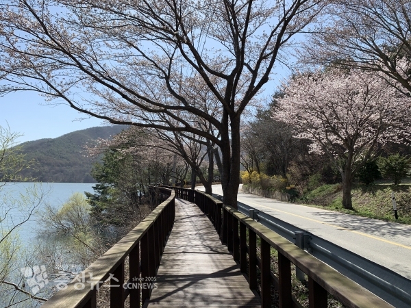옥계저수지 벚꽃