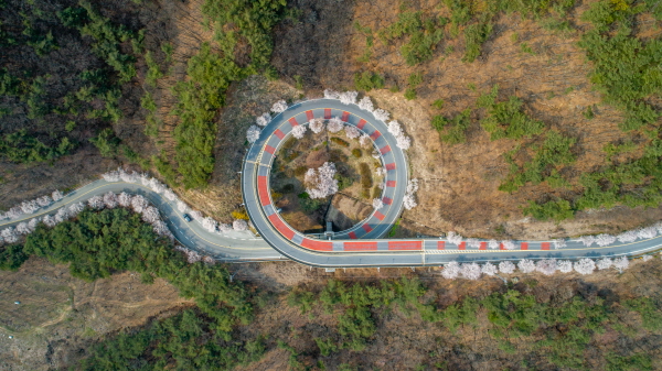 청양 칠갑산 ‘호른도로’ 벚꽃 만개