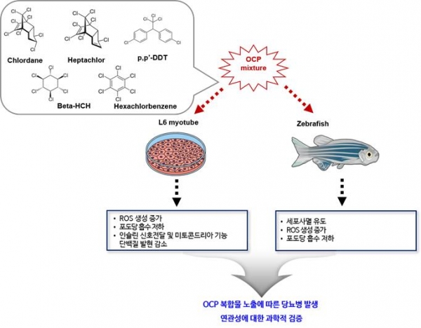 OCP 복합물 노출 통한 L6근육세포와 제브라피쉬 연구 모식도
