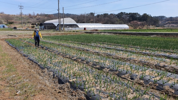 마늘·양파 병해충 선제적 방제