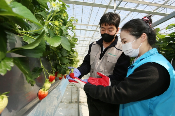 봄철 대표 과일인 딸기 수확을 통해 청년농가의 일손을 돕고 수확한 딸기 일부를 구매했다. 구매한 딸기는 장애인 부모회와 장애아동 전문 보육기관에 전달했다.사진은 딸기 수확 방법에 대해 청년농가