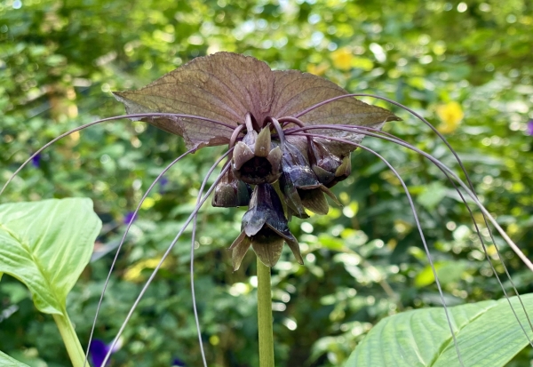 국립세종수목원 검은박쥐꽃