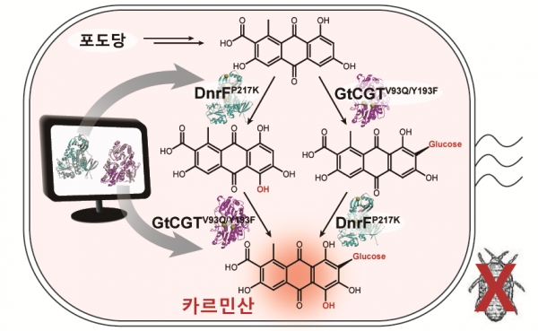 포도당으로부터 카르민산 생합성 경로 개요도