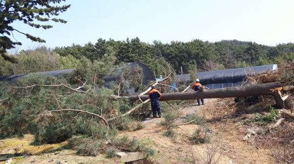 생활권 재해 위험목 제거사업 실시