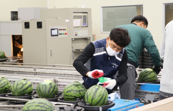 굿뜨래 수박 선별작업 장면