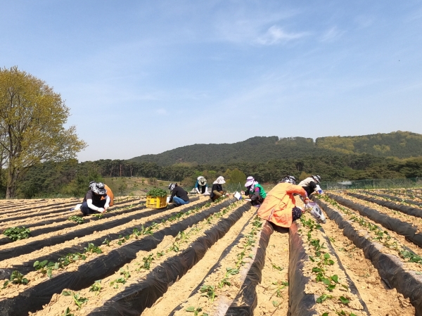 아산시홍보담당관 직원들이 염치 백암2리 마을을 방문 고구마심기에 함께 동참하고 있는 장면