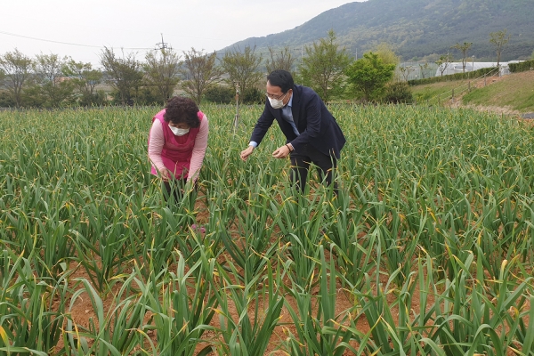 시 관계자가 한 마늘 농가를 방문해 마늘 생육상황과 병해충 관련 영농 지도하는 장면
