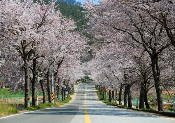 군도12호 벚꽃길 모습