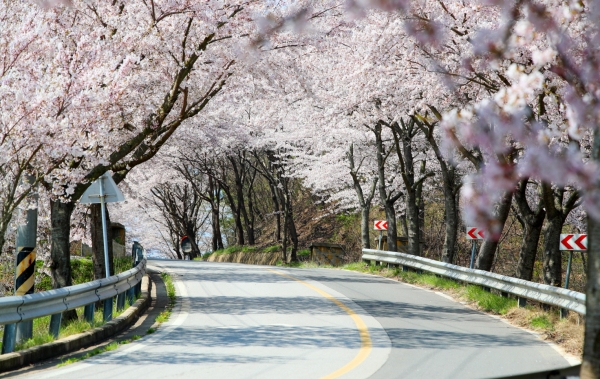 군도12호 벚꽃길 모습