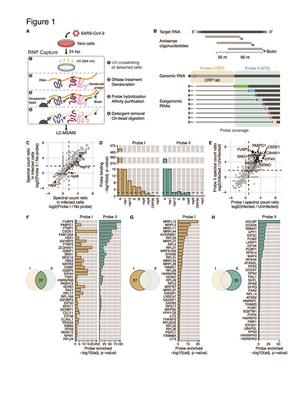 사스코로나바이러스-2에 감염된 세포에서 리보핵산 중합체를 분리해내는 모식도(위)와 이 방법으로 찾아낸 유전체 RNA와 하위 유전체 RNA에 특이적으로 결합하는 단백질들의 목록(아래)