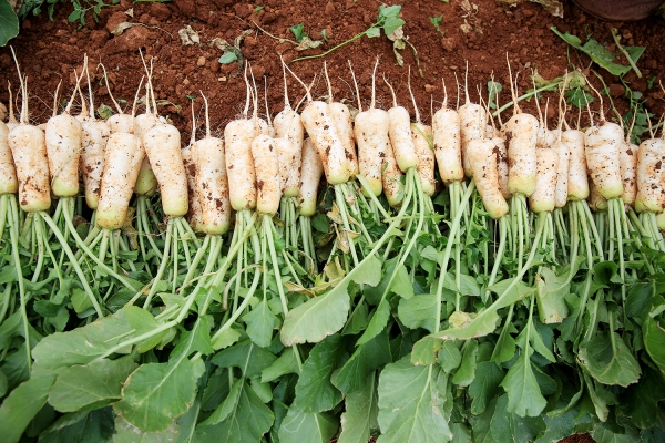 서산 황토 알타리 수확