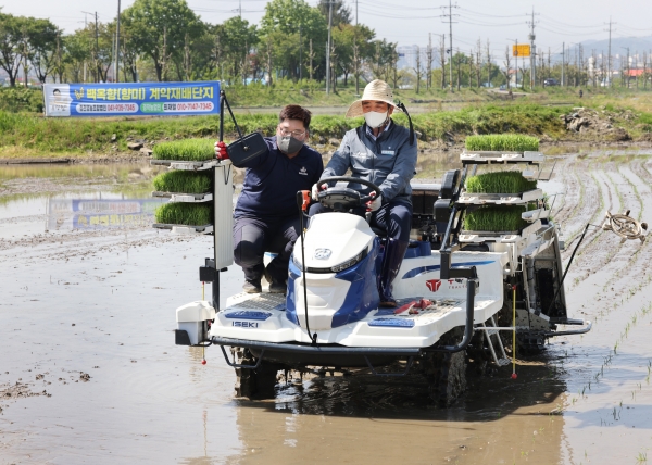 김동일 시장 지역특화품종 ‘백옥향’ 첫 이앙 모습