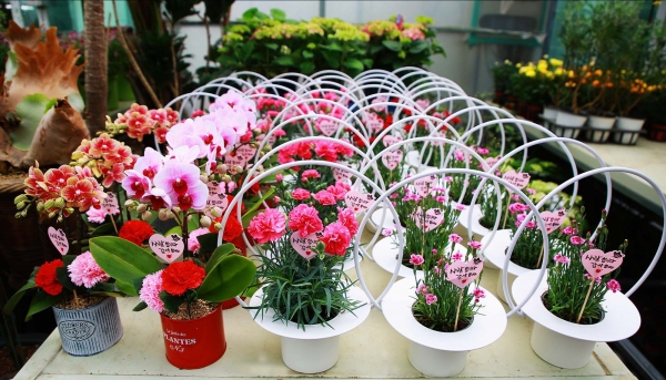 충남 서산시 한 꽃집에 피어있는 카네이션