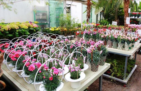 충남 서산시 한 꽃집에 피어있는 카네이션