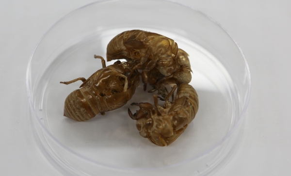 선퇴(매미허물)