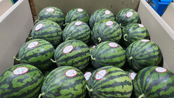 수박 출하 모습