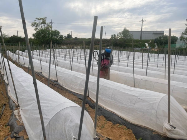 부직포 터널 사진