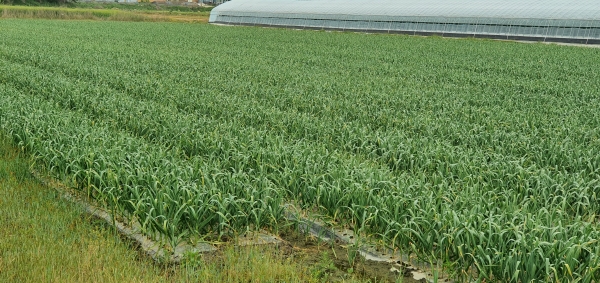 고품질 ‘청양마늘’ 위한 수확 전 관리 당부