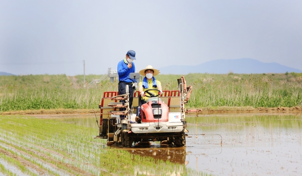13일 맹정호 서산시장이 지곡면 도성리 이용규 씨 농가에서 이앙기를 운전하는 장면