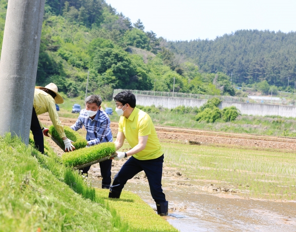 13일 맹정호 서산시장이 지곡면 도성리 이용규 씨 농가에서 모판을 나르는 장면