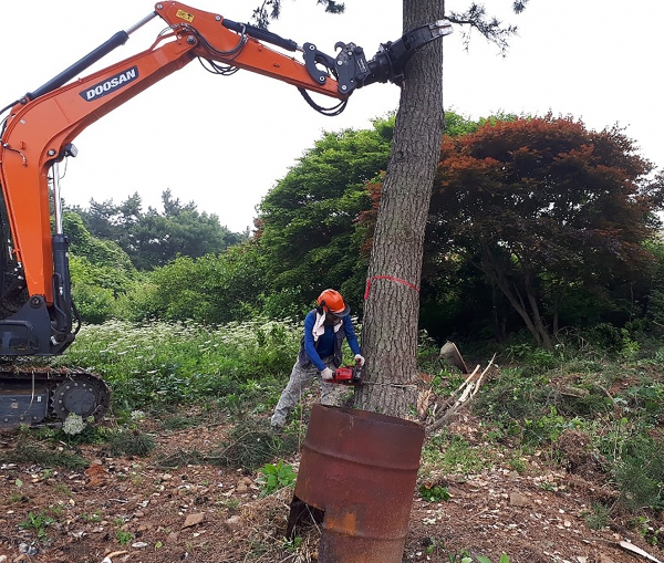 피해우려목 제거 작업 모습.