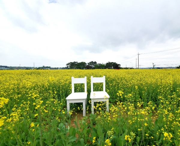 국보 제7호 봉선 홍경사 창건 1,000주년을 맞아 천안시가 봉선 홍경사 갈기비 주변에 유채꽃밭을 조성했다.