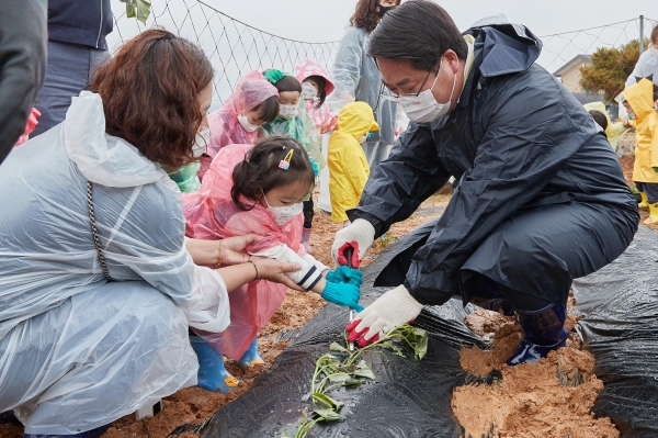 오세현 시장이 어린이집 유아들과 함께 고구마를 심고 있다