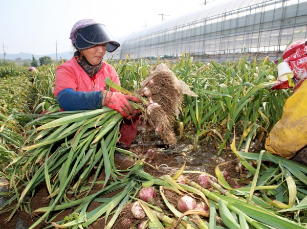 평천리 마늘 수확 모습