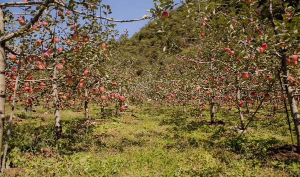 공사는 과실전문생산단지 기반조성사업으로 생산량 증가와 노동시간 절감효과가 있는것으로 나타났다 (참고사진_문경 사과 농가)