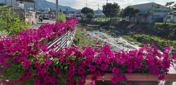 금산천 데크길 사피니아 꽃길